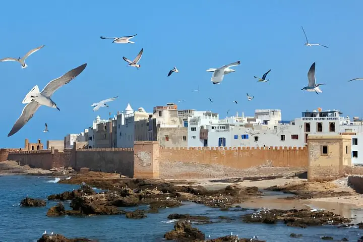 Gulls over the ramparts of Essaouira