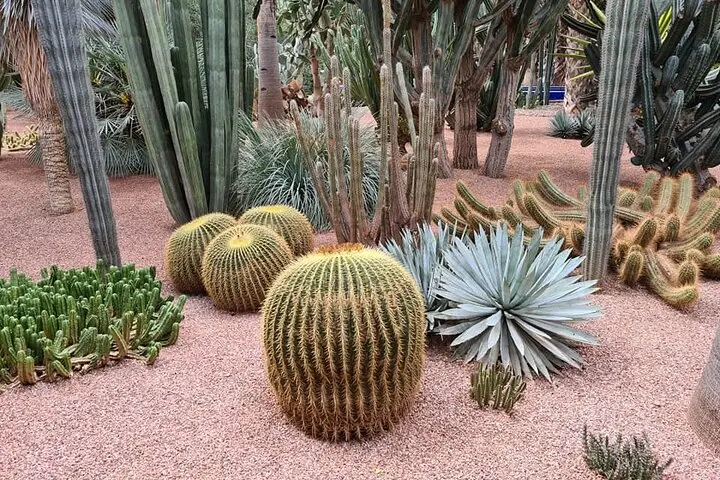 Cacti in Majorelle Garden, Marrakech