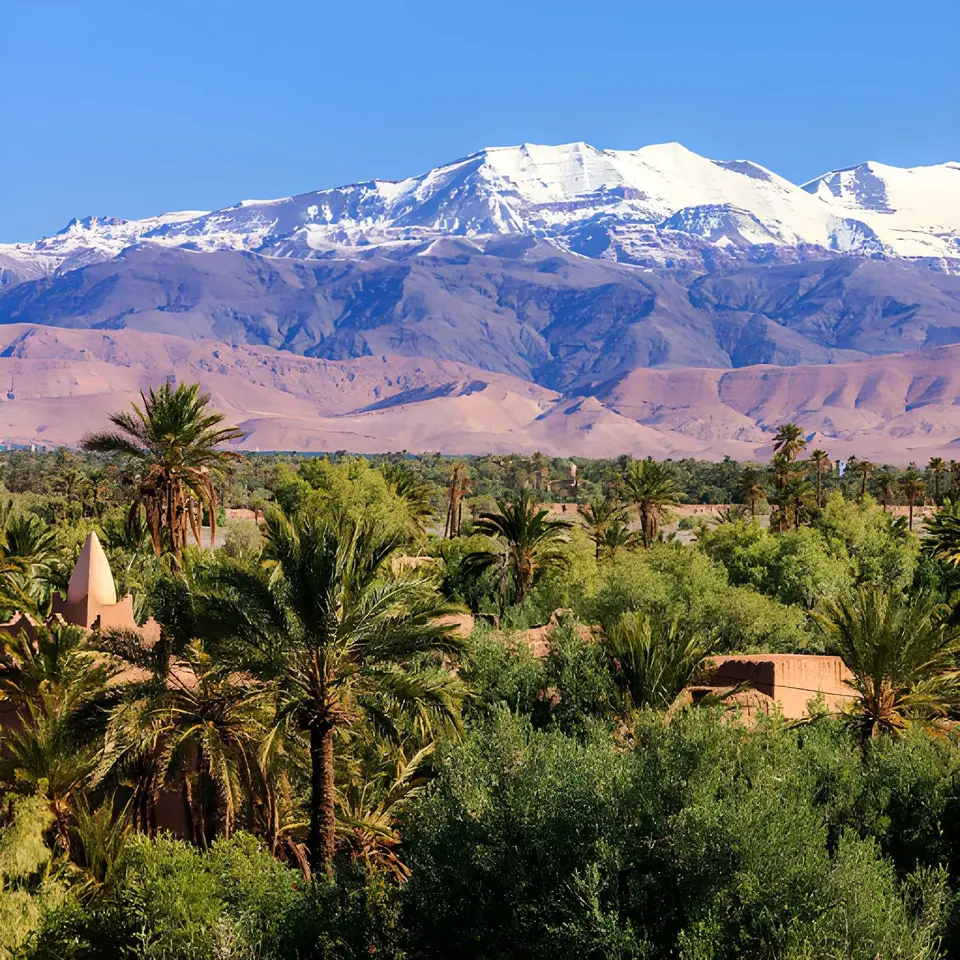 The snow-capped Atlas above a palm grove