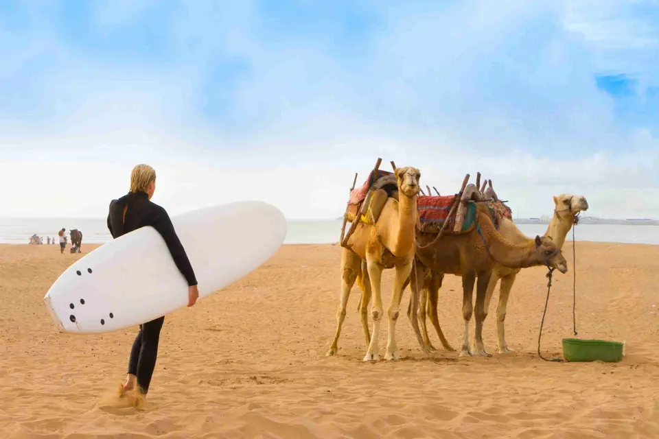 A surfer and camels on the beach at Essaouira
